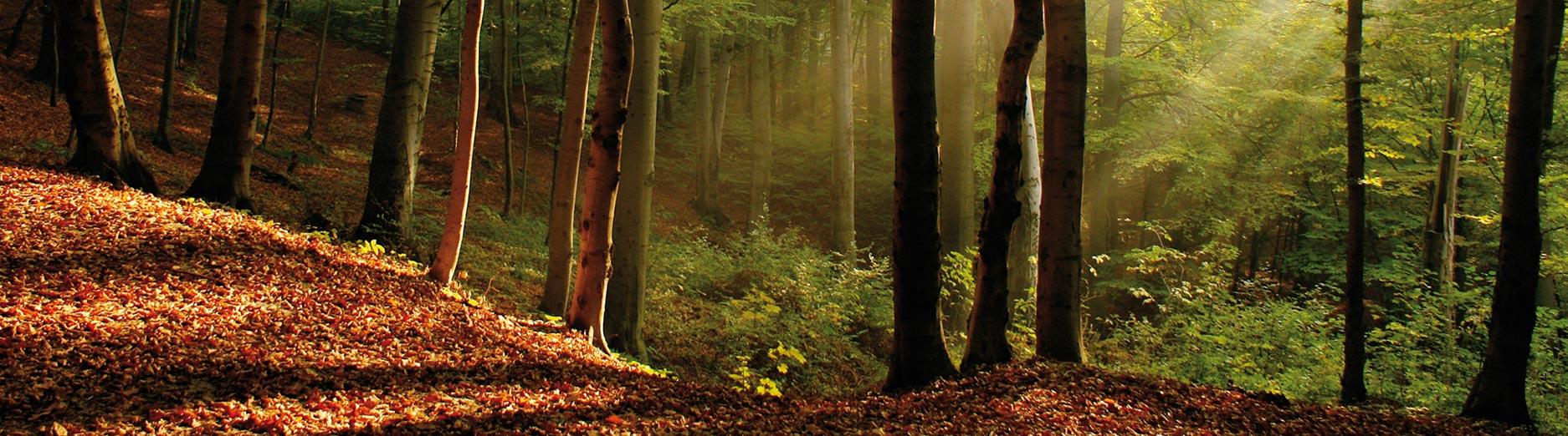 of foresters and carpenters in the Upper Savinja Valley.