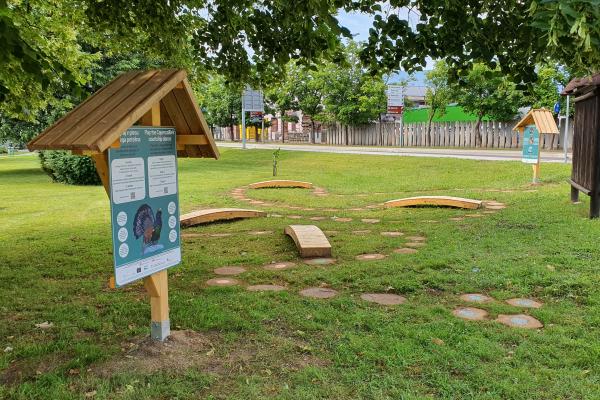 Ples divjega petelina